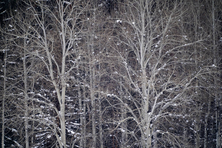 白雪中光秃秃的白桦树的宁静冬季景象