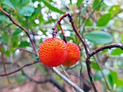 准备收割的树上的梅德罗果粉红色的落新妇 (虚假绣