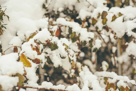 如画的秋天的照片，五颜六色的叶子覆盖着白雪