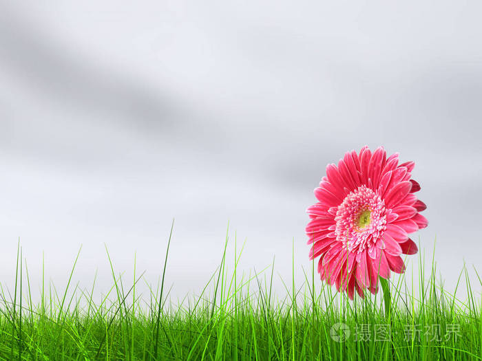 概念或概念绿色清新的夏天或春天的草地和蓝色天空背景上的一朵花