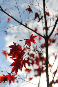美丽的红色枫树在阳光明媚的一天闪耀，然后秋天降临韩国