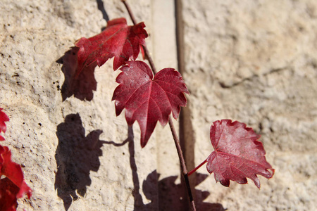 韩国石墙上秋日的阳光和阴影遮住了红色常春藤的叶子照片