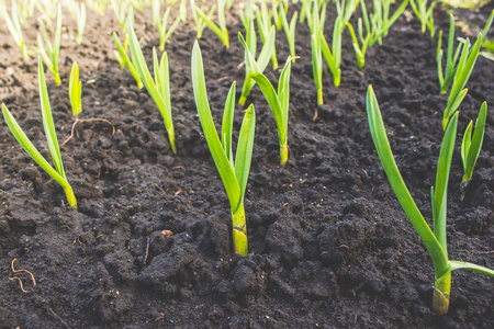 花园床上的洋葱新鲜大蒜和洋葱芽从地上生长. 花园里的园艺收获.