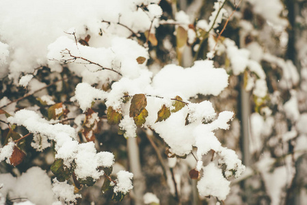 如画的秋天的照片，五颜六色的叶子覆盖着白雪