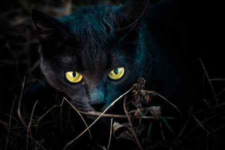 有绿色眼睛的黑猫
