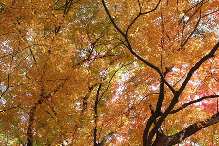 美丽的混合绿色，黄色，橙色和红色的枫树，在阳光明媚的一天，在秋天到来之前，韩国
