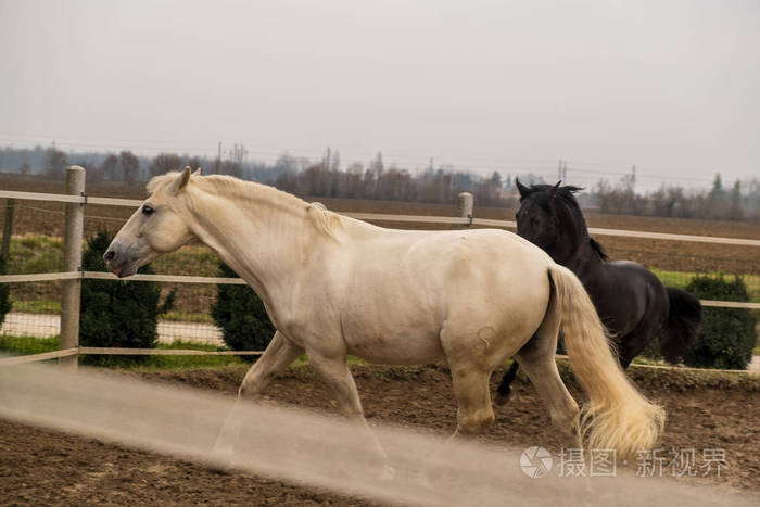 两匹马，一匹白色的，一匹黑色的，一起玩，一起吃，一起玩。 野生不同颜色的马。
