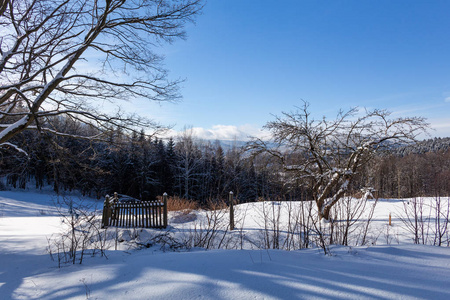 圣诞节和新年背景，山上有冬天的树，覆盖着新鲜的雪魔法节日背景