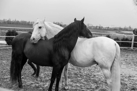 两匹马，一匹白色的，一匹黑色的，一起玩，一起吃，一起玩。 野生不同颜色的马。