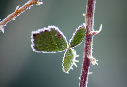 植物小枝上的晨霜浅D of图像