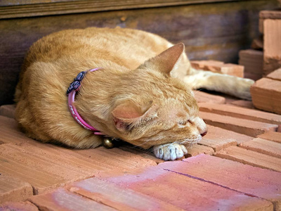 聚焦在泰国寺庙红砖上可爱的睡猫上
