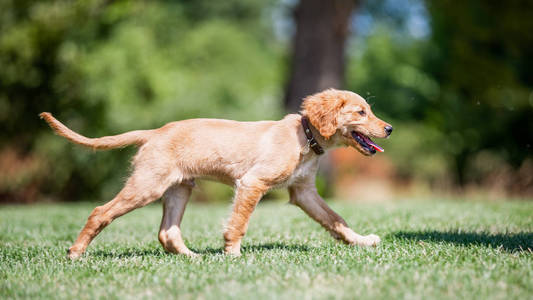 在公园里玩的金毛猎犬小狗图片