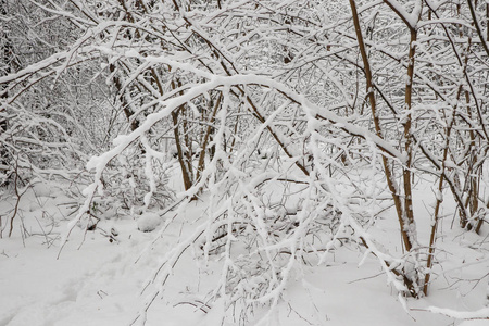 许多薄薄的树枝覆盖着蓬松的白雪。 美丽的冬雪森林