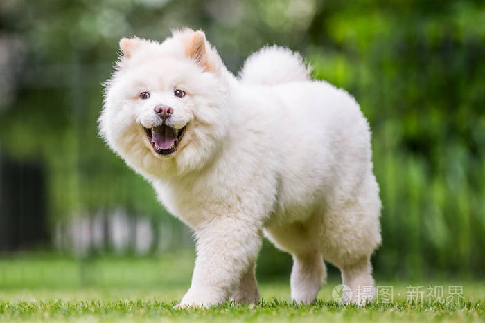 可爱的白色毛茸茸的狗,长毛在乡下或公园里