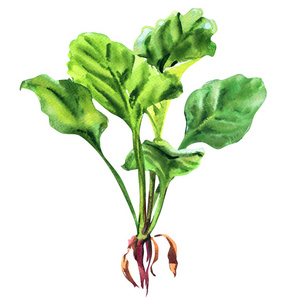 新鲜的绿色菠菜叶与根, 健康食物概念, 对象查出, 手绘水彩例证在白色
