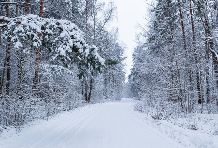 美丽的冬林，有雪树和白色的道路。童话故事。