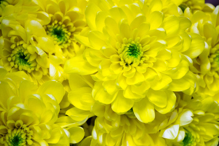 黄色菊花近顶视图