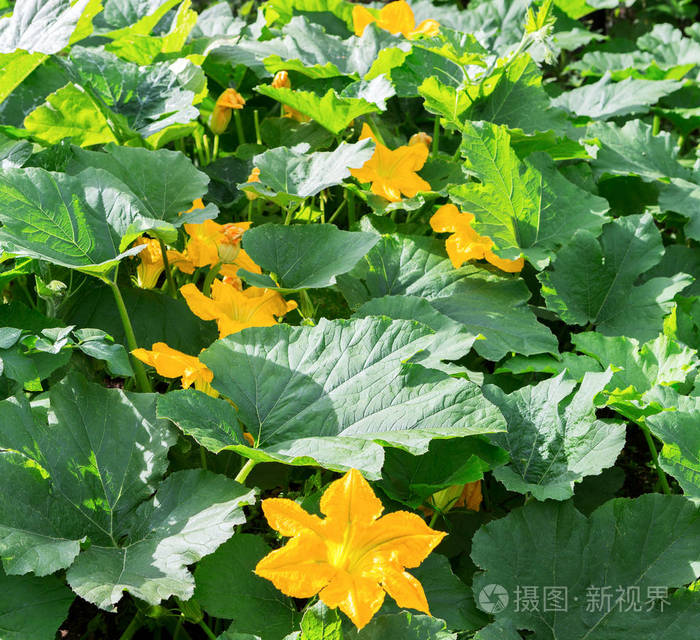 南瓜南瓜植物南瓜南瓜蔬菜骨髓黄花绿叶在花园里开花蔬菜作为食物的