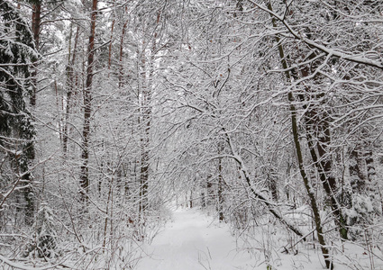 美丽的冬林，有雪树。 许多被白雪覆盖的细枝