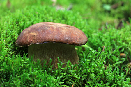 森林里苔藓里的牛肝菌。 牛肝菌潘妮鲍奇尼科普波西诺金伯特白蘑菇食用蘑菇。