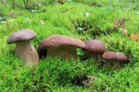 森林里苔藓里的几只牛肝菌。 牛肝菌潘妮鲍奇尼科普波西诺金伯特白蘑菇食用蘑菇。