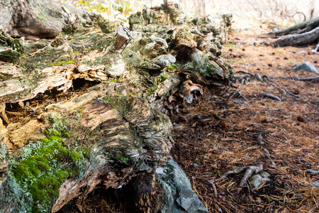 森林中长满苔藓的老树