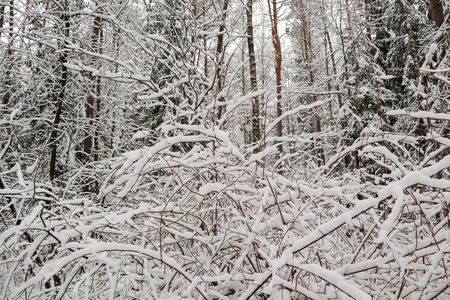 美丽的冬林，有雪树。 许多被白雪覆盖的细枝