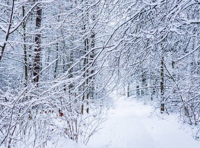 美丽的冬林，有雪树。 很多薄薄的树枝覆盖着白雪。