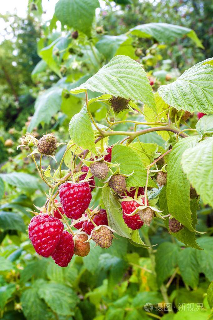 生长在树枝上的红色覆盆子