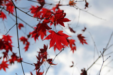美丽的红色枫树在阳光明媚的一天闪耀，然后秋天降临韩国