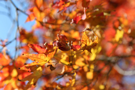 美丽的橙色和红色的枫树在阳光明媚的一天闪耀，然后秋天，韩国