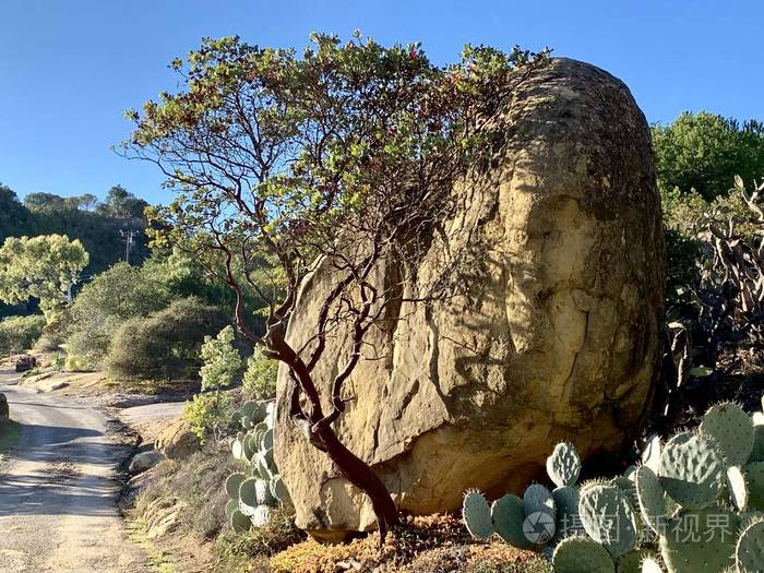 加州山区的仙人掌和石头
