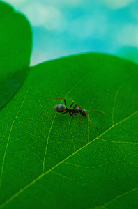 绿叶上的森林蚂蚁近在咫尺。 详细的蚂蚁彩色黑色宏观视图。