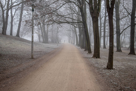 冬季莱比锡的公园景观，霜冻雾蒙蒙的天气结冰的树木