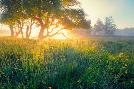 春天阳光明媚的风景. 五月早晨生动的阳光. 愿大自然. 春天的背 ..
