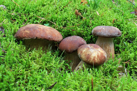 森林里苔藓里的几只牛肝菌。 牛肝菌潘妮鲍奇尼科普波西诺金伯特白蘑菇食用蘑菇。