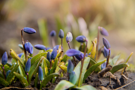 在温暖的春日背景下, 一群年轻的蓝色花在花坛上发芽照片