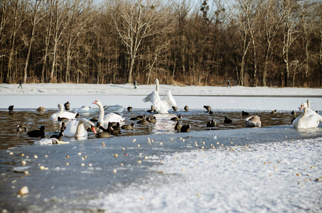 美丽的白色天鹅在冬天的时候在池塘表面