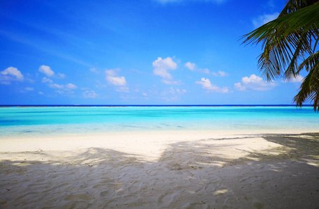 美丽的热带马尔代夫海滩和椰子棕榈树。 旅行背景。