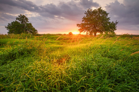日落时绿草如茵的春天.照片