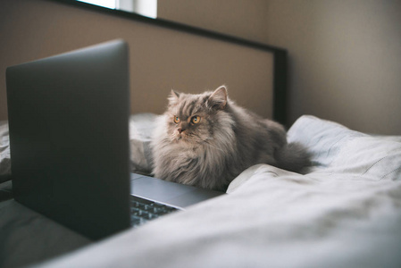 灰色毛茸茸的猫躺在床上，重点看着笔记本的屏幕。 猫在床上用笔记本电脑看电影。