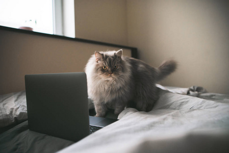 毛茸茸的灰色猫站在笔记本电脑附近卧室的床上。 笔记本电脑和一只可爱的猫在罗斯泰拉床上。 宠物概念。