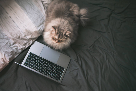 灰色毛茸茸的猫躺在床上，看着笔记本电脑的屏幕。 猫和笔记本电脑在床上，一只宠物正在网上看视频。 共用空间