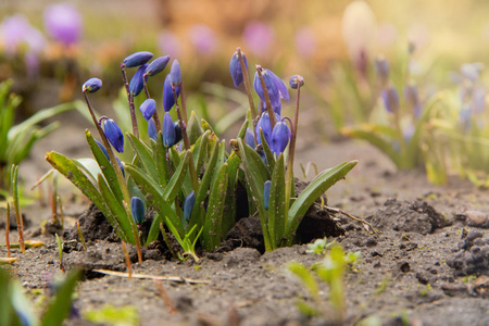 模纹花坛一群年轻的蓝纹花在花坛上发芽照片