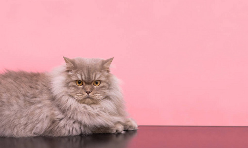 毛茸茸的灰色猫被隔离在粉红色的背景上，它专注于为你的文字留下的相机。 一只可爱的猫的工作室肖像，一只粉红色背景上的宠物。 共用空