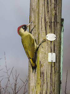绿色啄木鸟，维里迪斯，电线杆，沃里克郡，2019年1月