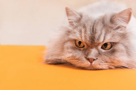 特写一只毛茸茸的猫在橙色背景上的照片。 体贴的猫躺着，侧着眼睛看着copyspace。