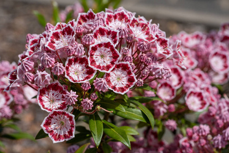 山月桂树山月桂(kalmialatifolia)靠近花头照片