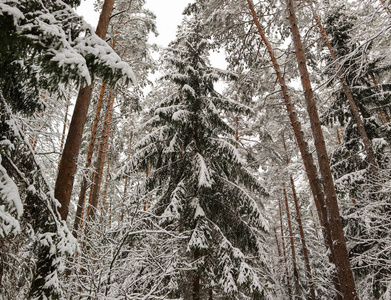 美丽的高云杉在冬天的雪林。