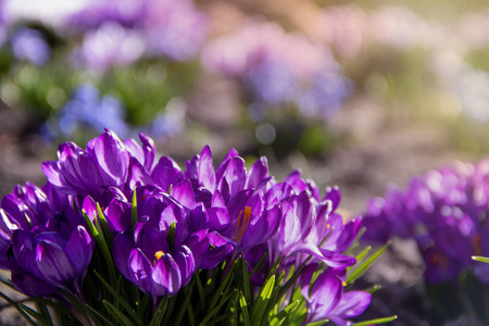 在初春温暖的阳光下, 美丽的紫色番红花的幼花生长在花坛上照片